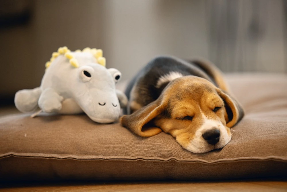 Beeztees Puppy Dinosaurus Vince Groen 2 Beeztees Puppy Dinosaurus Vince Groen - Afbeelding 2