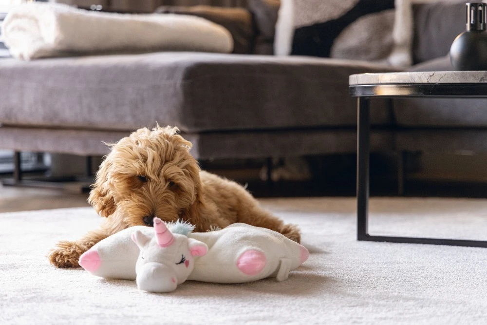 Beeztees Warmteknuffel Voor Pups Mon 3 Beeztees Warmteknuffel Voor Pups Mon - Afbeelding 3