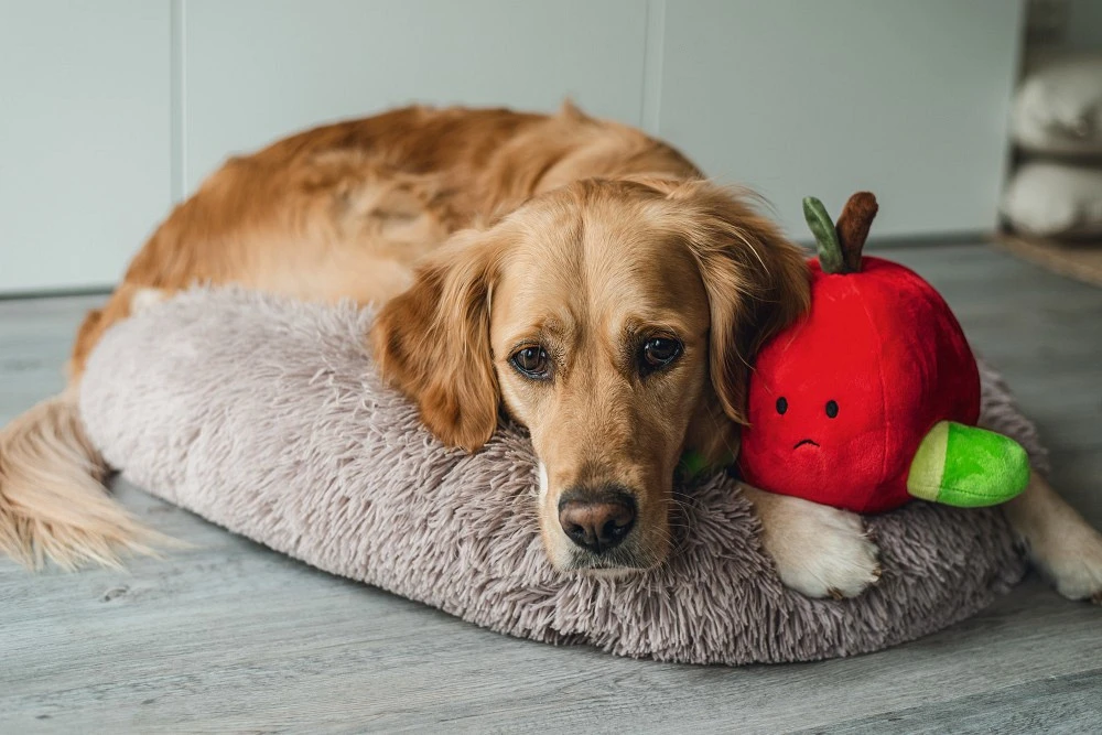 Beeztees Hondenspeelgoed Hide And Seek Appel 3 Beeztees Hondenspeelgoed Hide And Seek Appel - Afbeelding 3