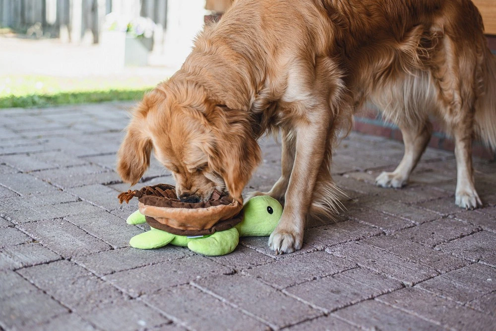 Beeztees Hondenspeelgoed Hide And Seek Schilli 3 Beeztees Hondenspeelgoed Hide And Seek Schilli - Afbeelding 3