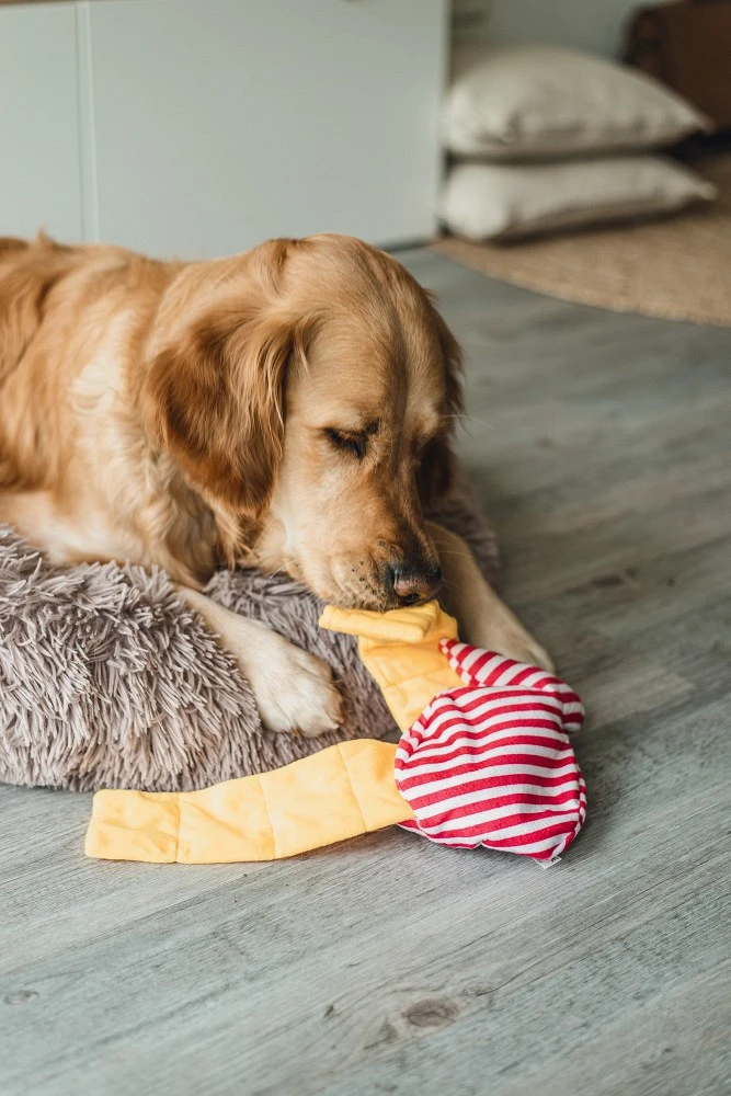 Beeztees Hondenspeelgoed Hide And Seek Snoepje 3 Beeztees Hondenspeelgoed Hide And Seek Snoepje - Afbeelding 3