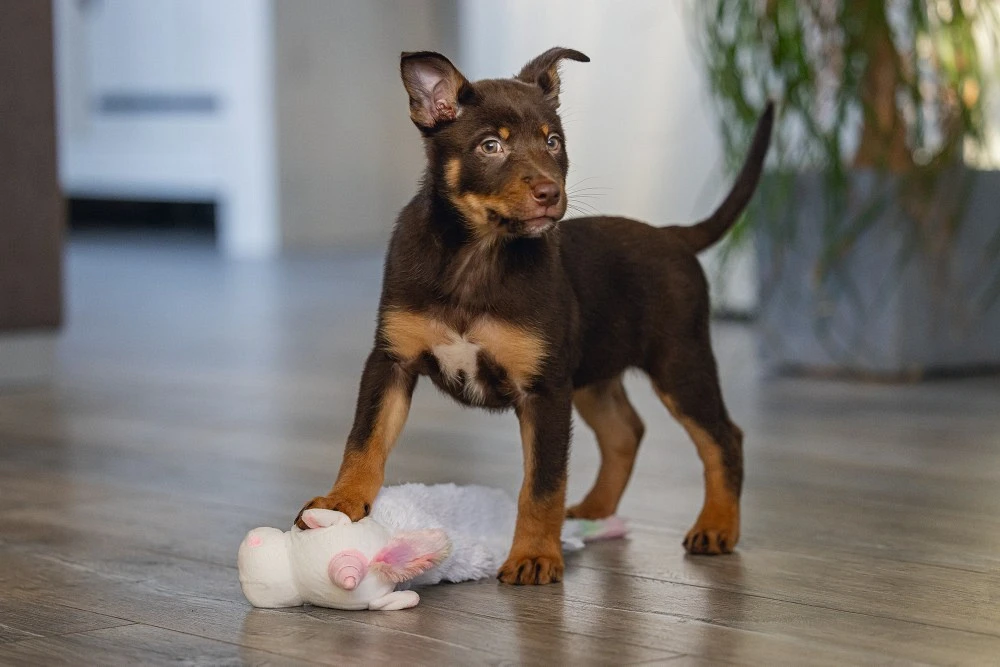 Beeztees Puppy Flatino Unicorn Lo S 4 Beeztees Puppy Flatino Unicorn Lo S - Afbeelding 4