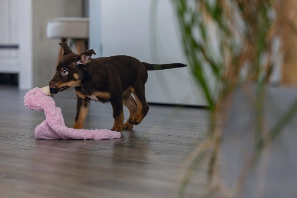 Beeztees Puppy Flatino Flamingo Fe S 2 Beeztees Puppy Flatino Flamingo Fe S - Afbeelding 2