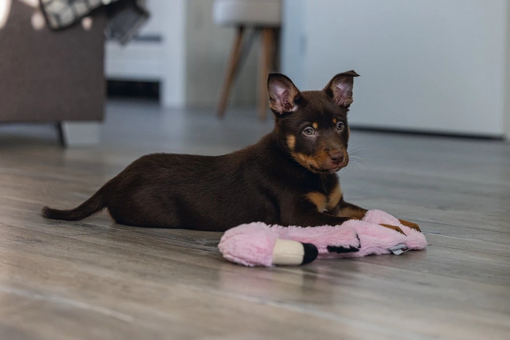 Beeztees Puppy Flatino Flamingo Fe S 3 Beeztees Puppy Flatino Flamingo Fe S - Afbeelding 3