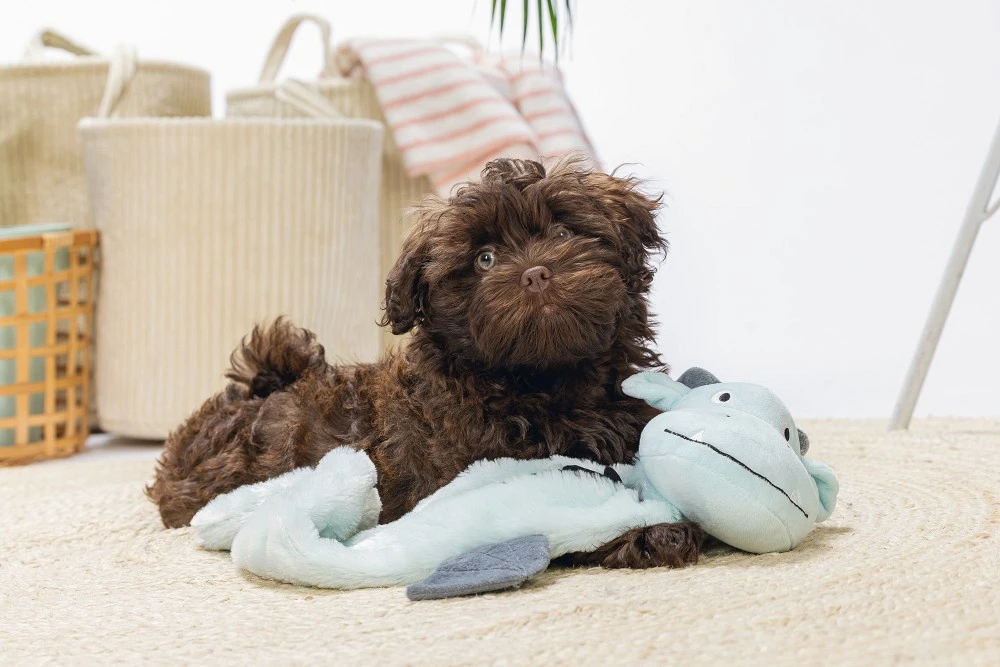 Beeztees Puppy Flatino Draak Yi M 4 Beeztees Puppy Flatino Draak Yi M - Afbeelding 4