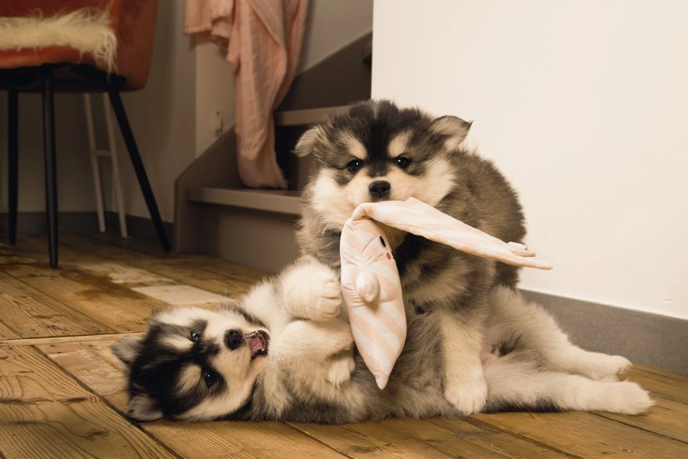 Beeztees Puppy Konijn Buddy Roze 2 Beeztees Puppy Konijn Buddy Roze - Afbeelding 2