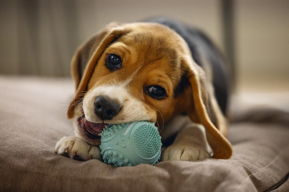 Beeztees Puppy Dental Bal Groen 2 Beeztees Puppy Dental Bal Groen - Afbeelding 2