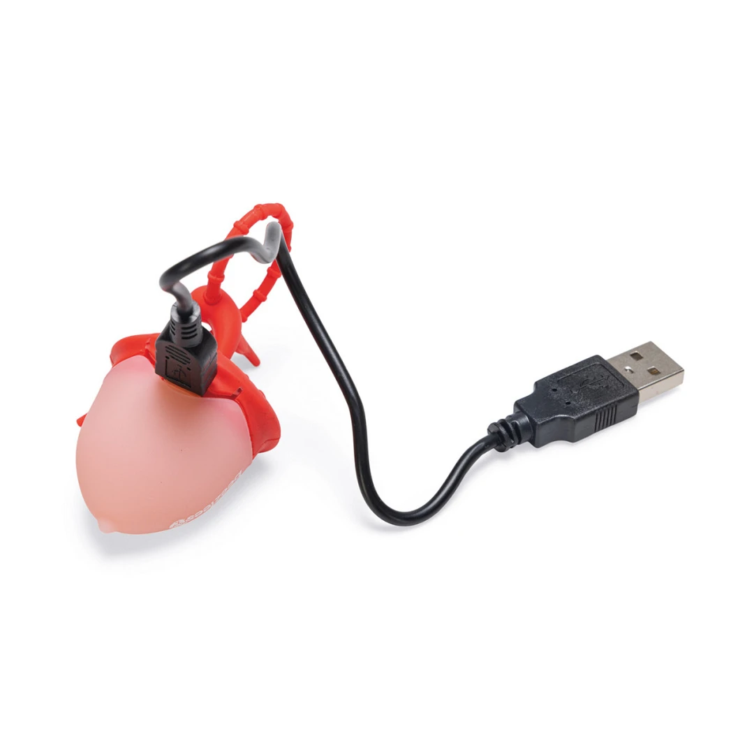 Beeztees Veiligheidslamp Eikel Assorti 3 Beeztees Veiligheidslamp Eikel Assorti - Afbeelding 3