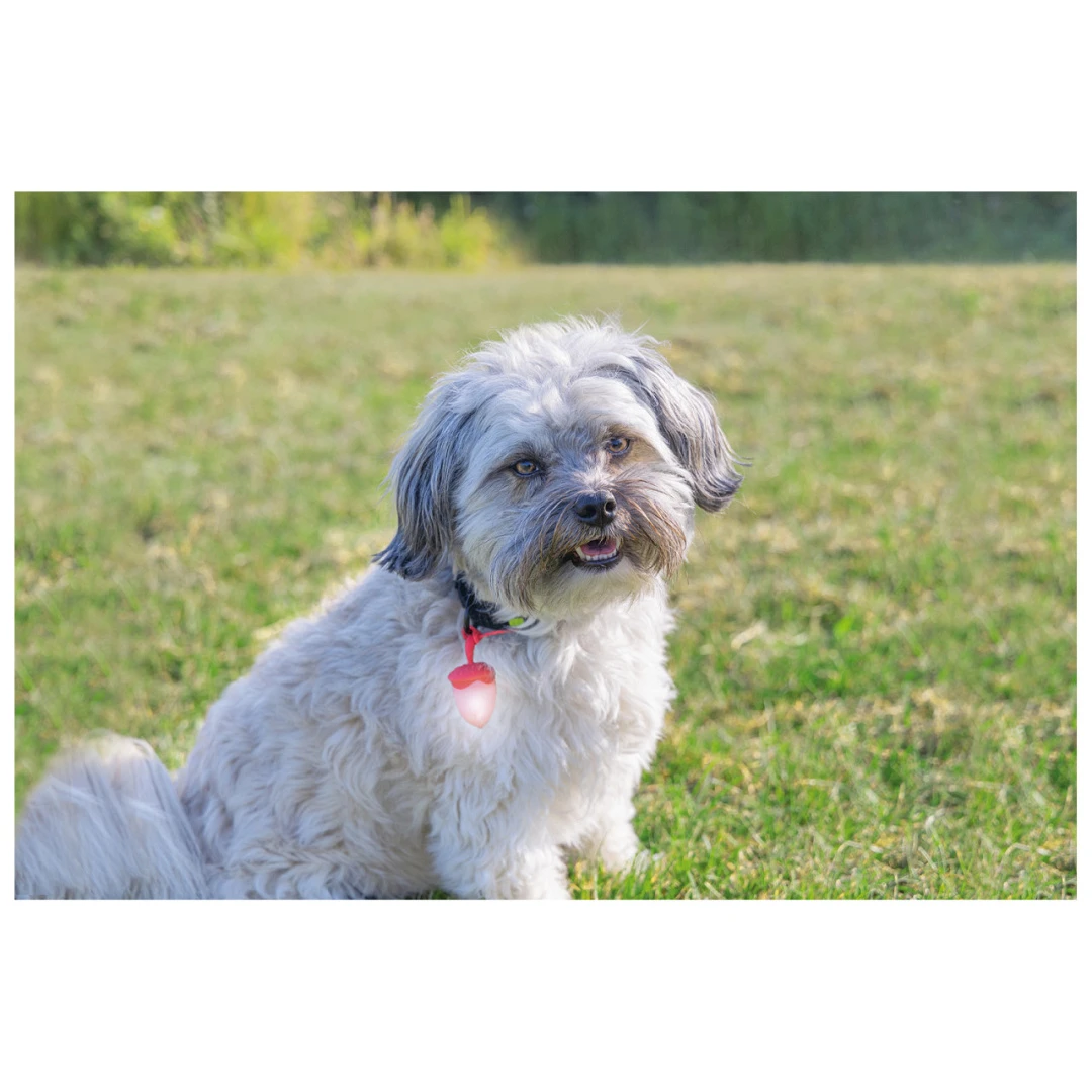 Beeztees Veiligheidslamp Eikel Assorti 4 Beeztees Veiligheidslamp Eikel Assorti - Afbeelding 4