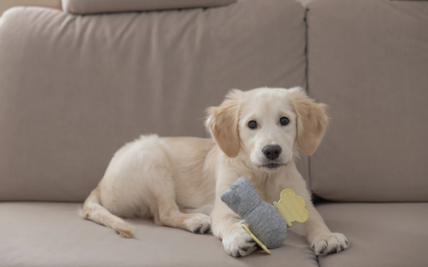 Pet Huisje Winkel -Pet Huisje Winkel 203753