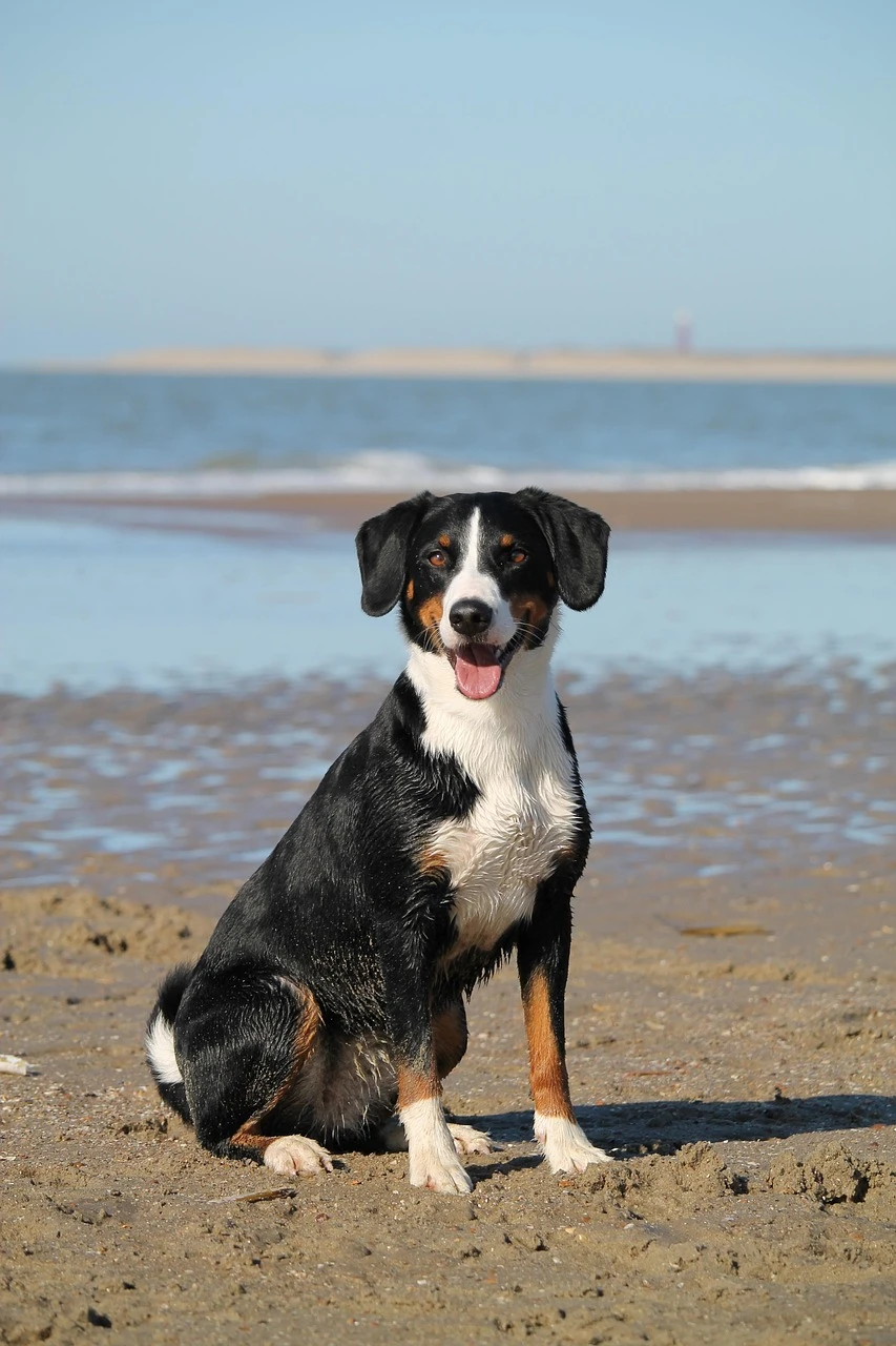dog, beach, nature, pet, sea, domestic animal, animal, water, appenzeller, mountain dog, portrait